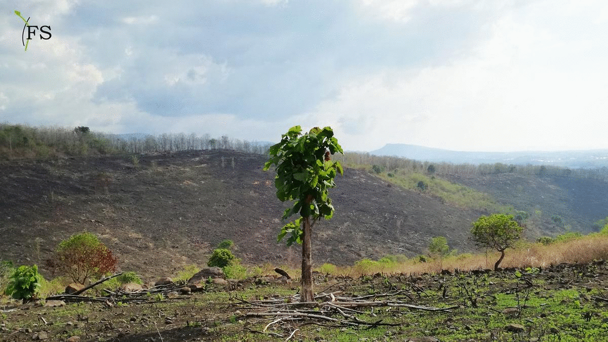 Cover Forest and Society